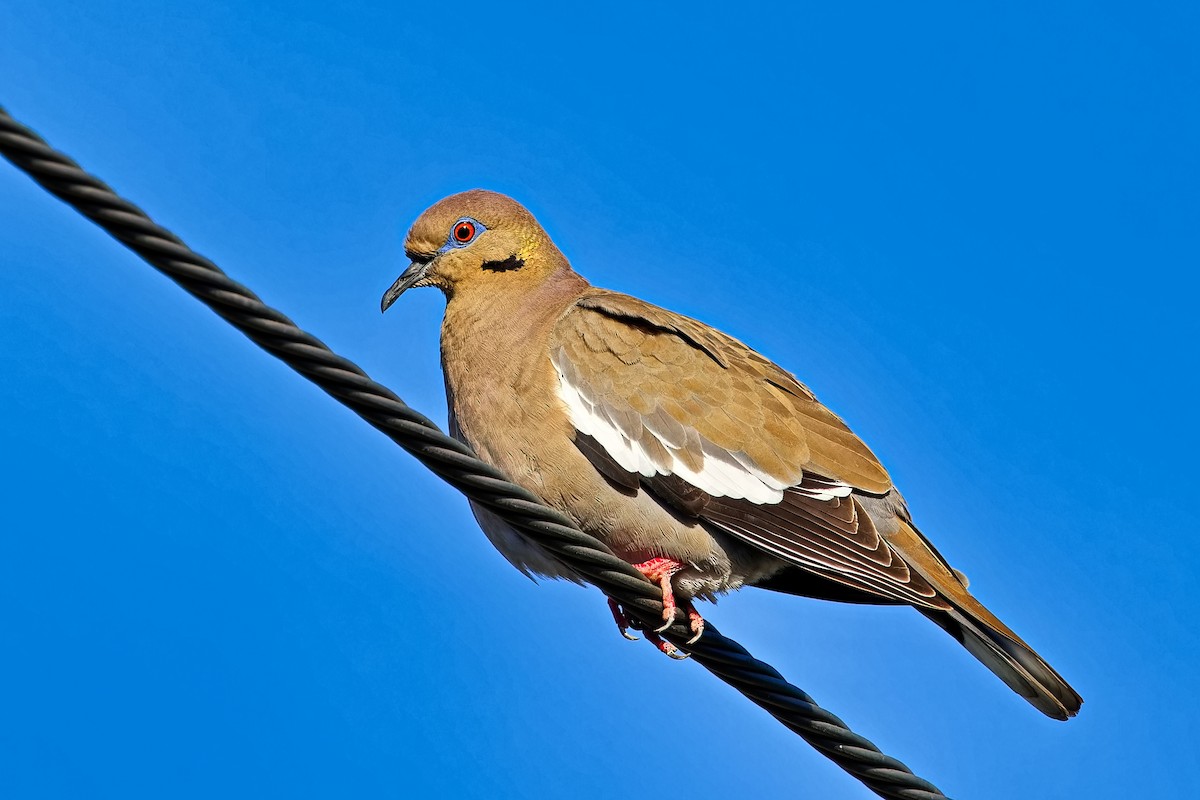 White-winged Dove - ML620664736