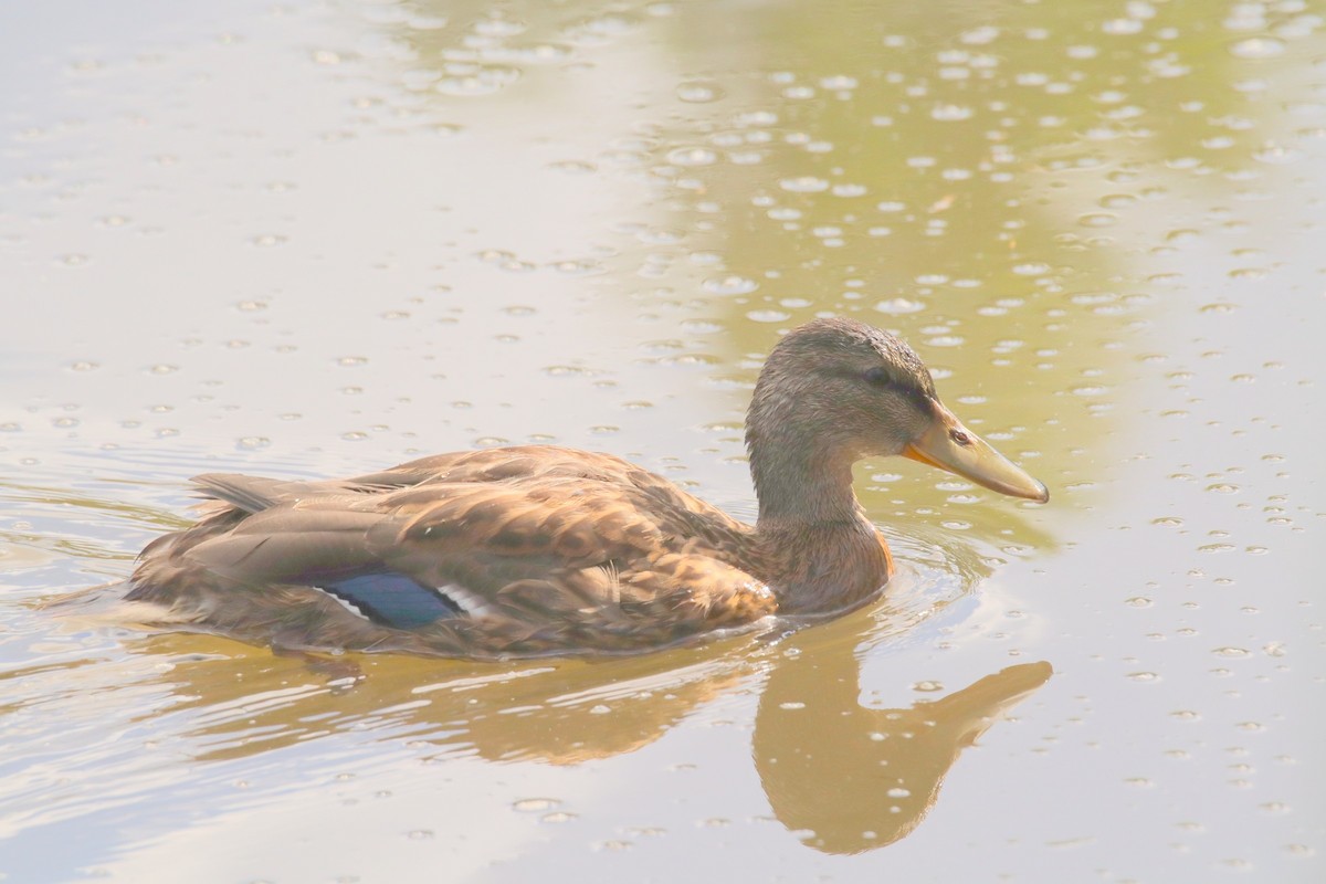 Canard colvert - ML620664737