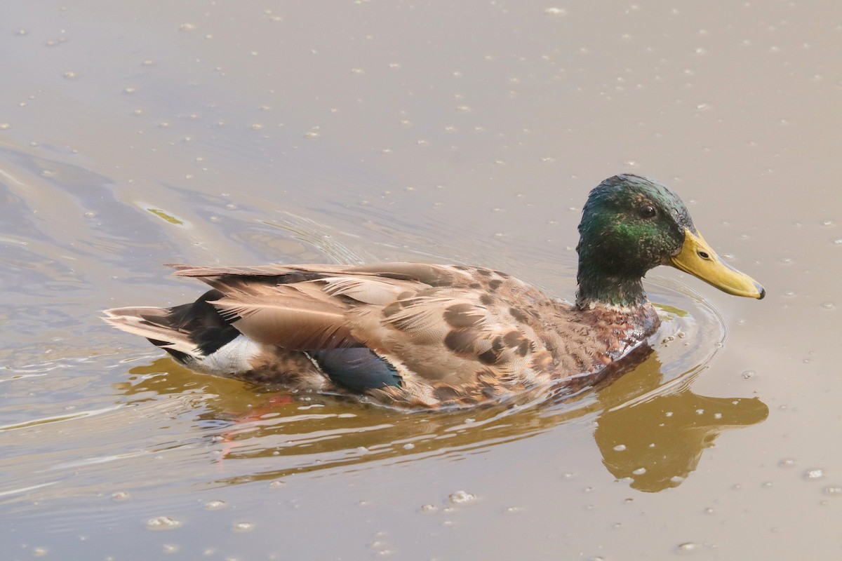 Mallard - Edmund Bell