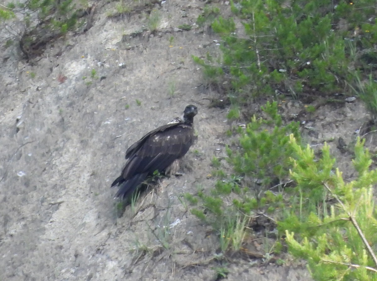 Cinereous Vulture - ML620664740