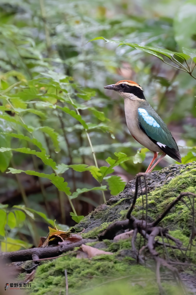 Fairy Pitta - Shigui Huang