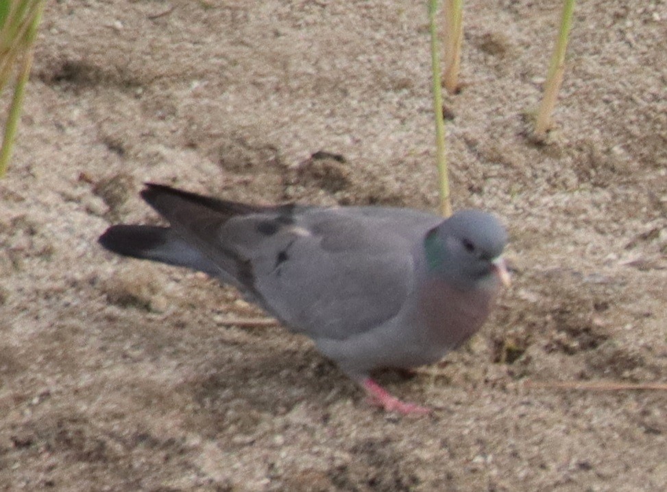 Stock Dove - ML620664750