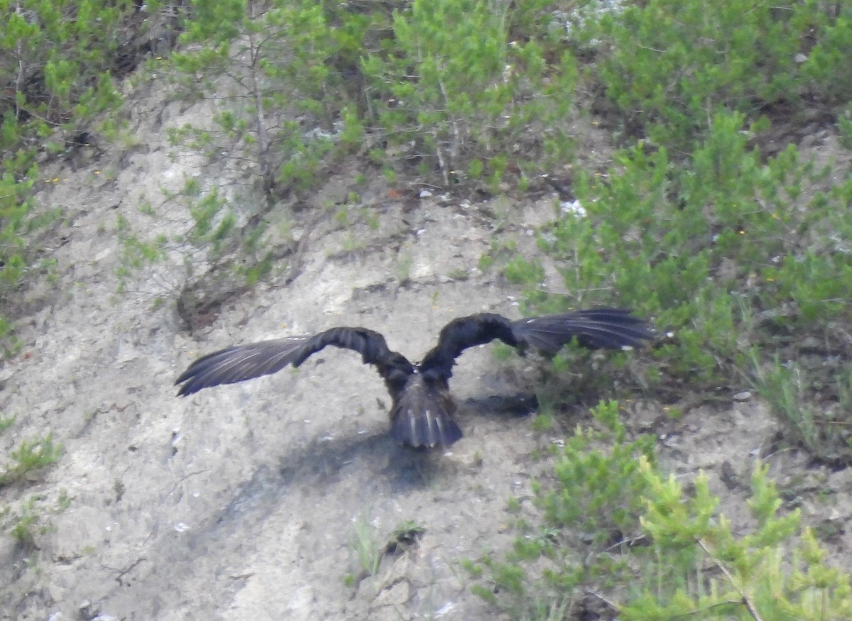 Cinereous Vulture - ML620664751