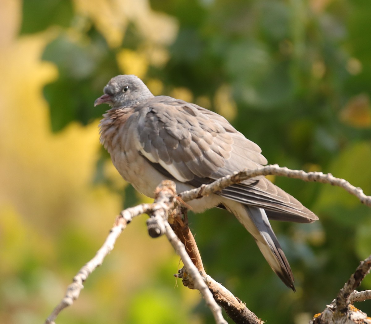 Common Wood-Pigeon - ML620664752