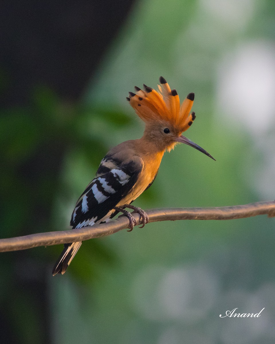 Eurasian Hoopoe - ML620664755