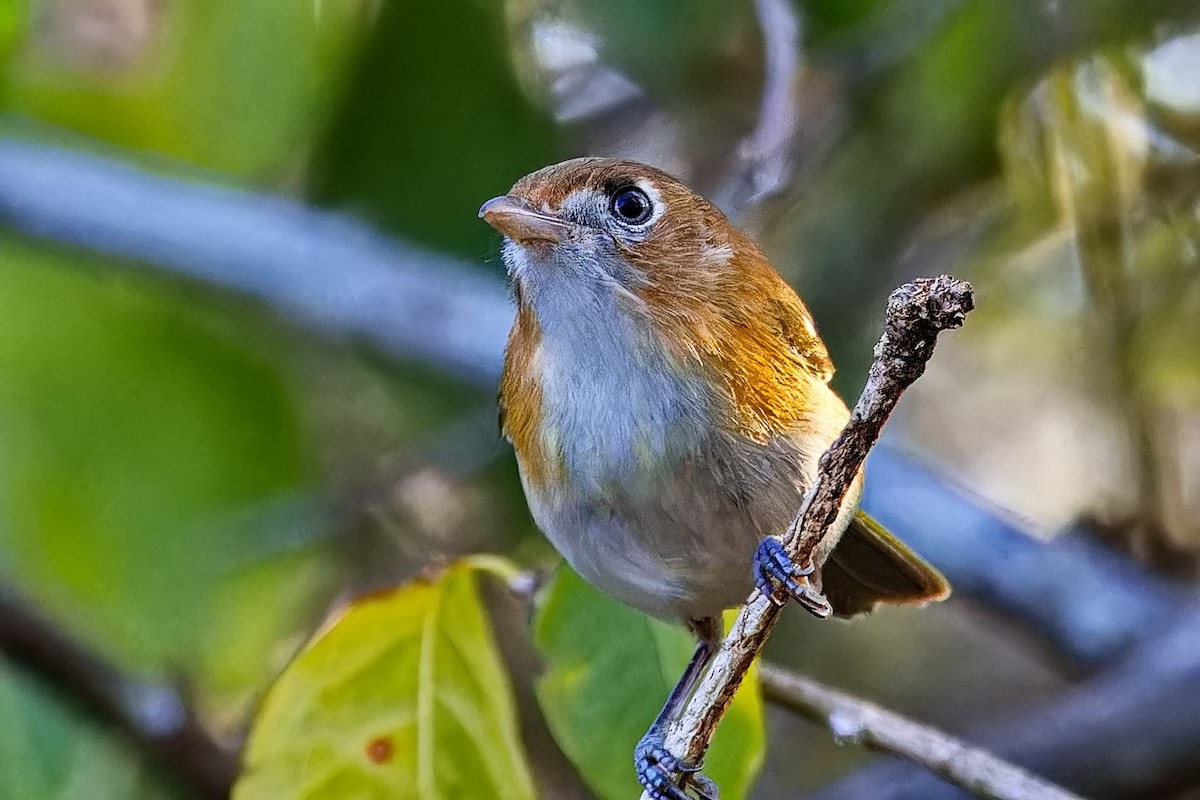 Vireo de Cozumel - ML620664756