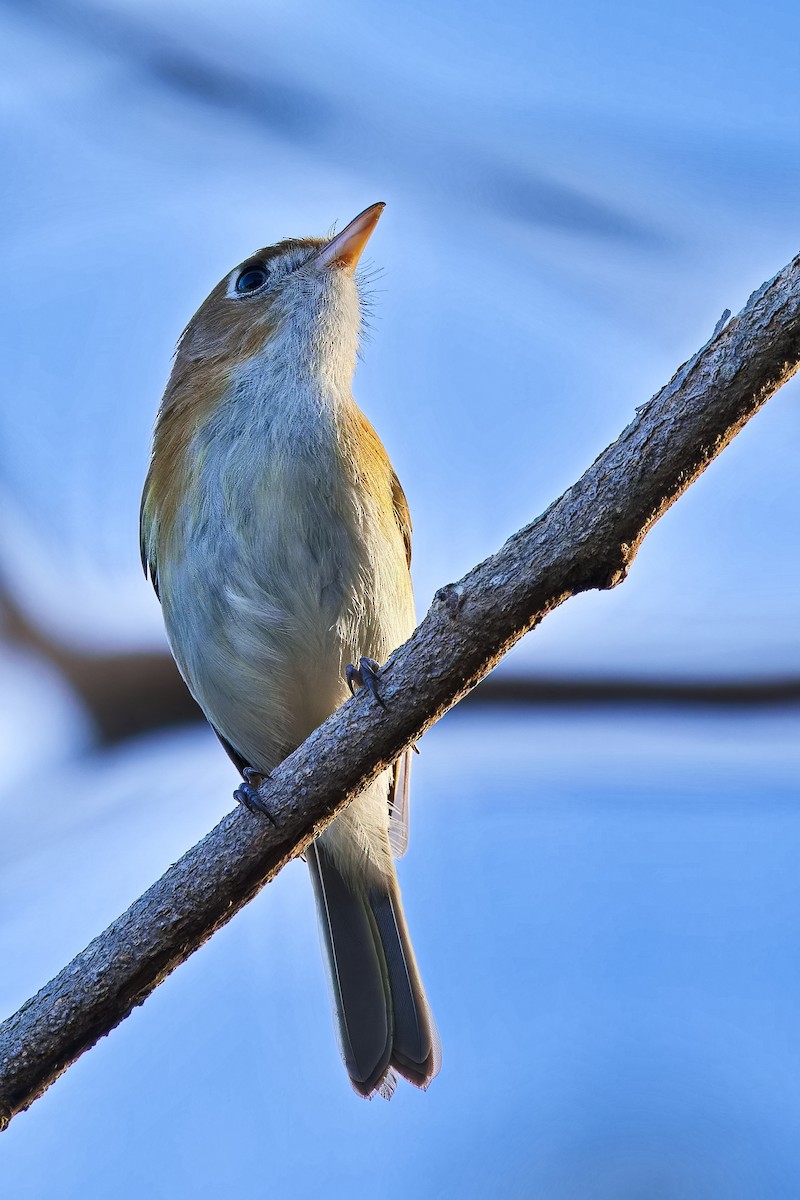 Bairdvireo - ML620664757