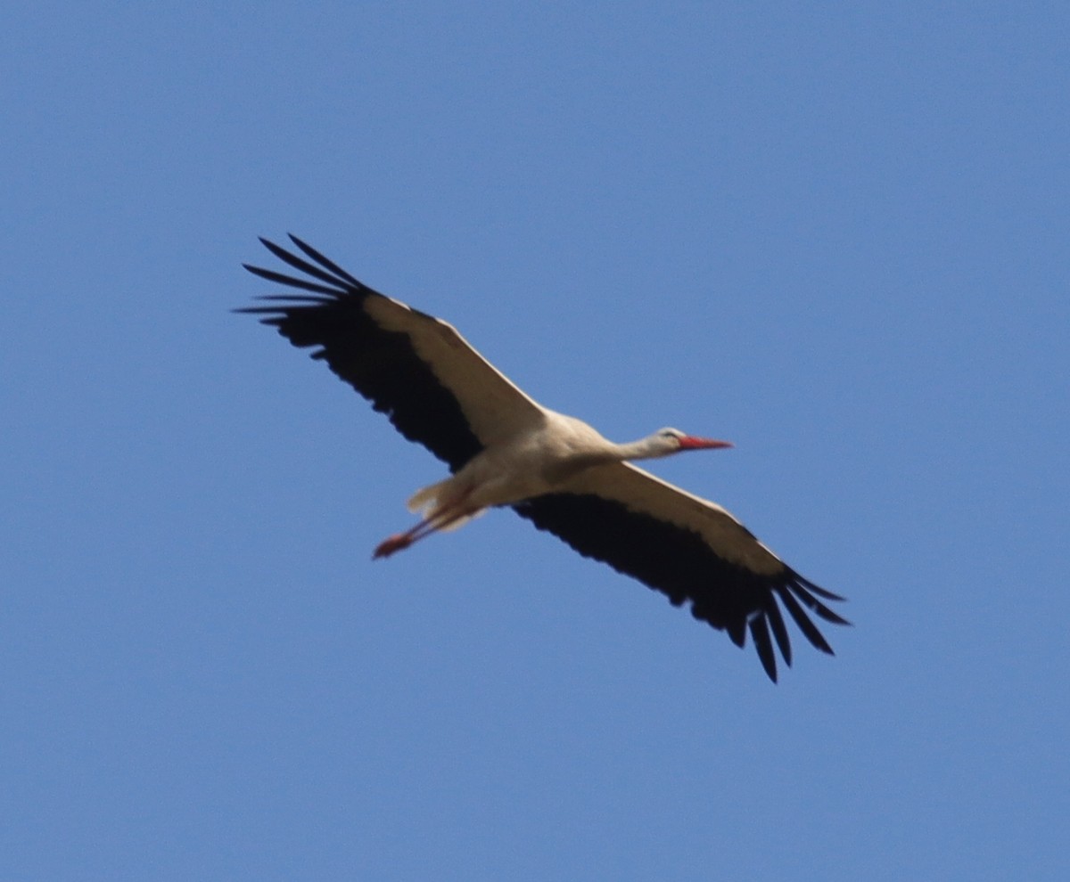 White Stork - Edmund Bell