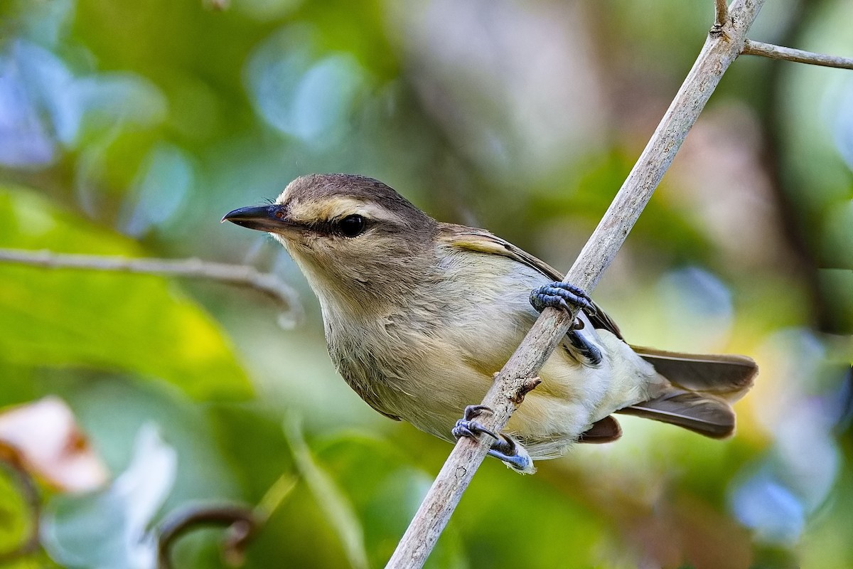 Yucatan Vireo - Uday Wandkar