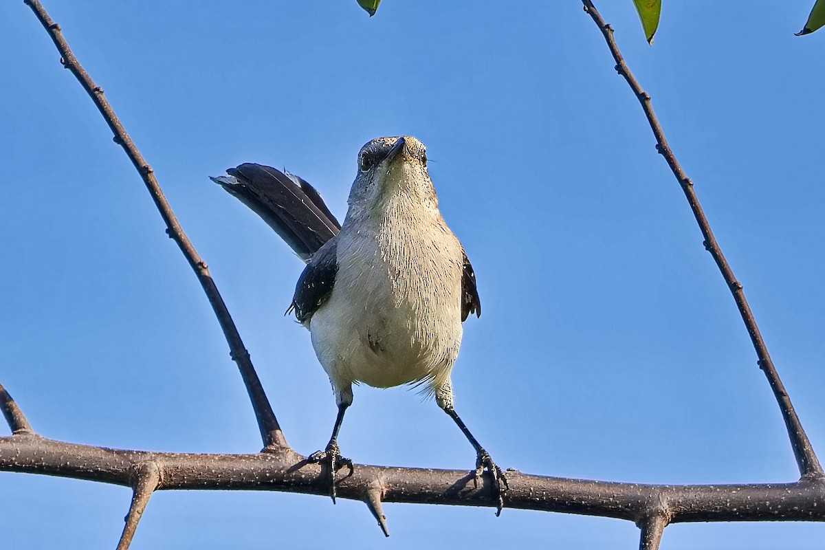 Tropical Mockingbird - ML620664766