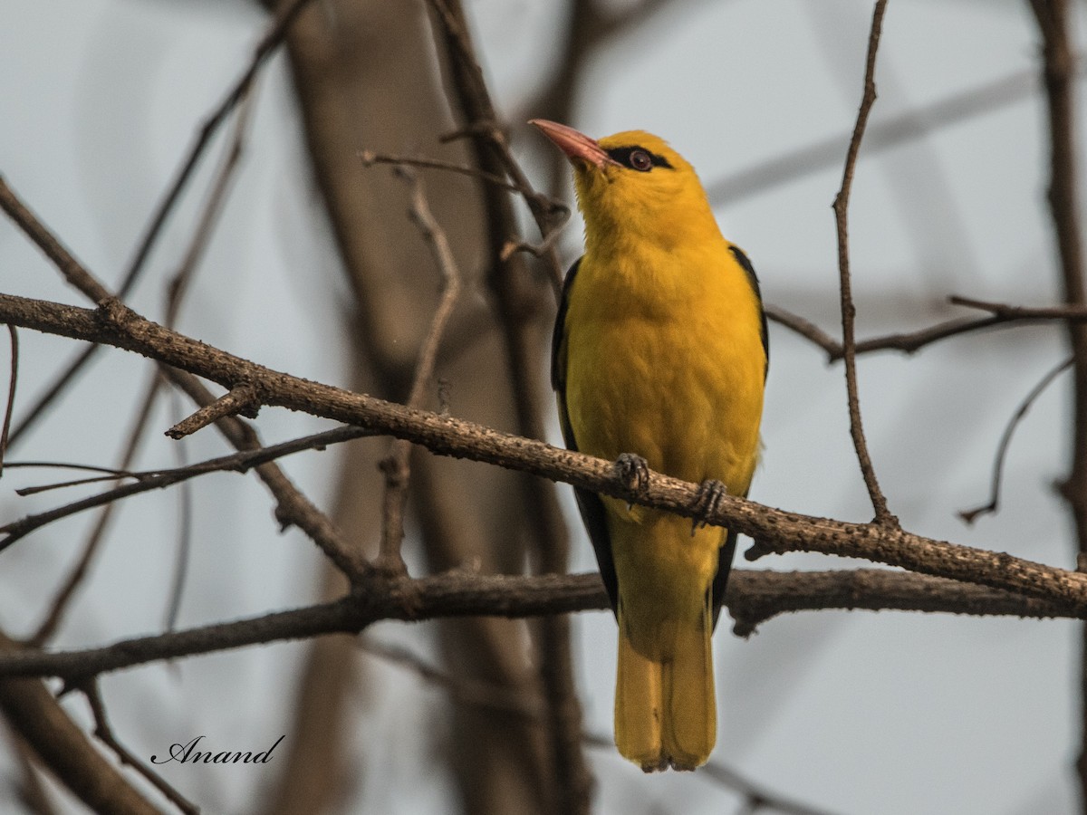 Indian Golden Oriole - ML620664767