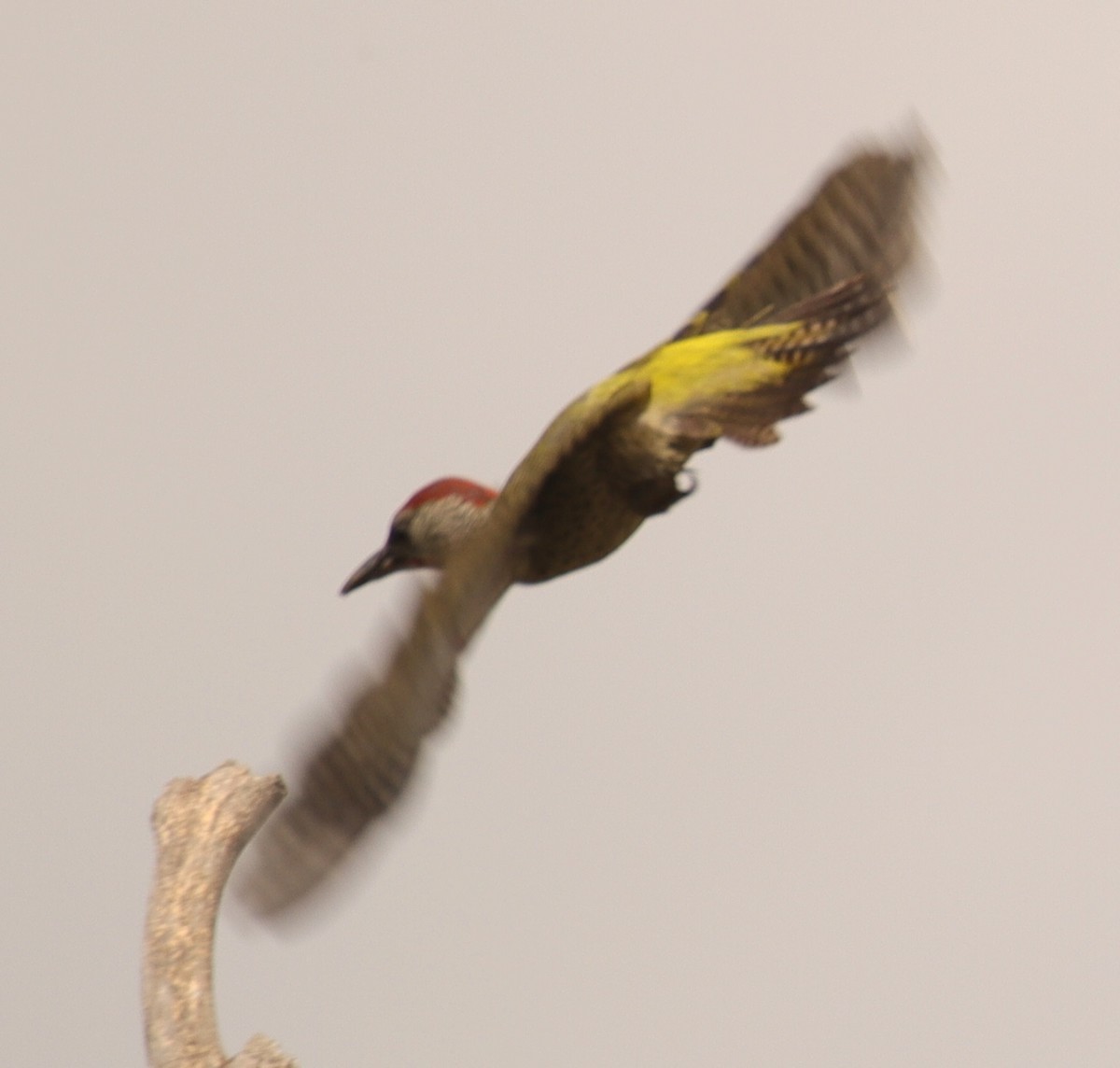 Iberian Green Woodpecker - ML620664770