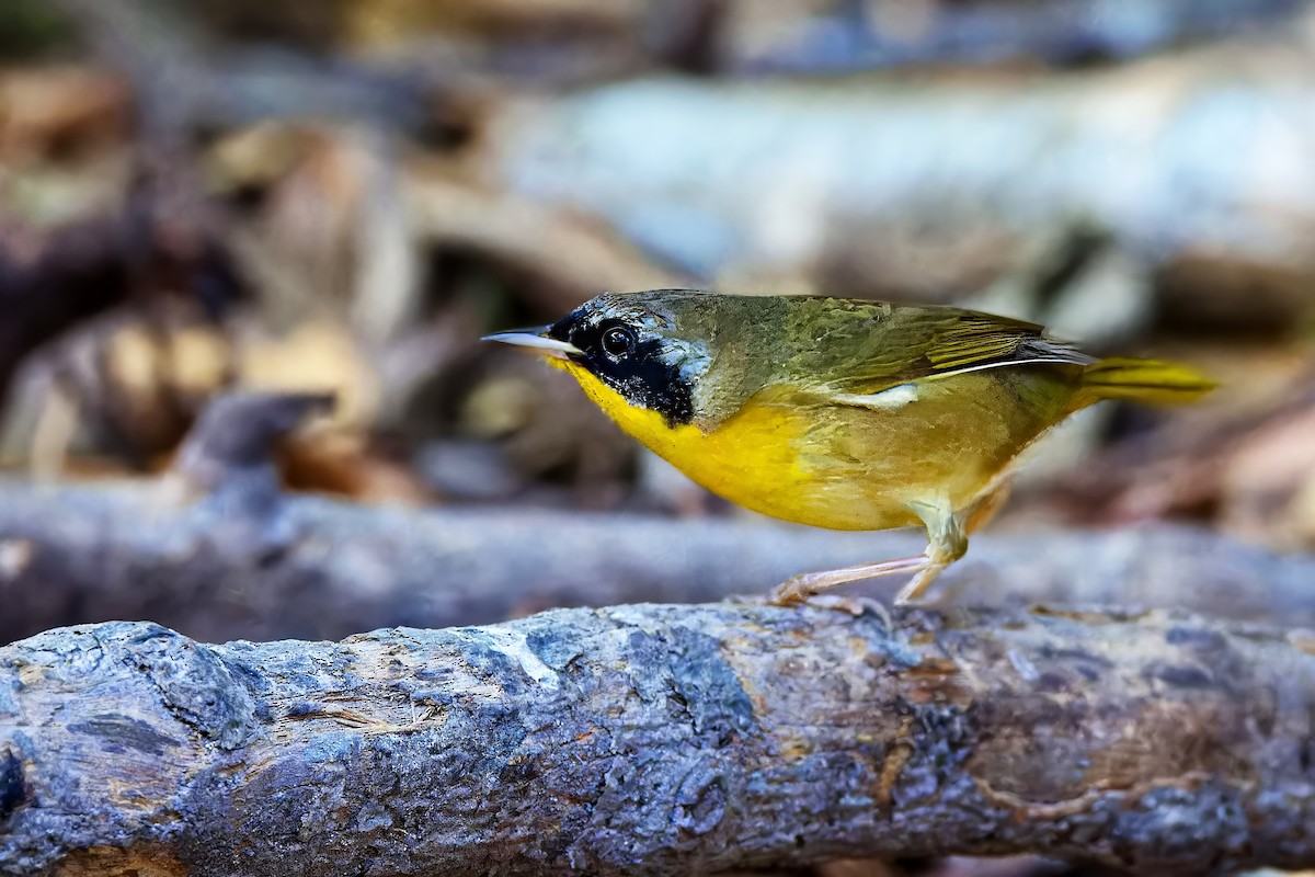 Common Yellowthroat - ML620664772