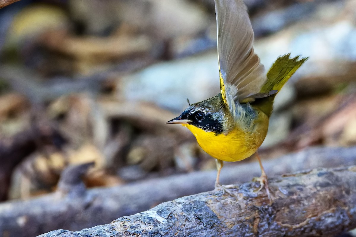 Common Yellowthroat - ML620664773