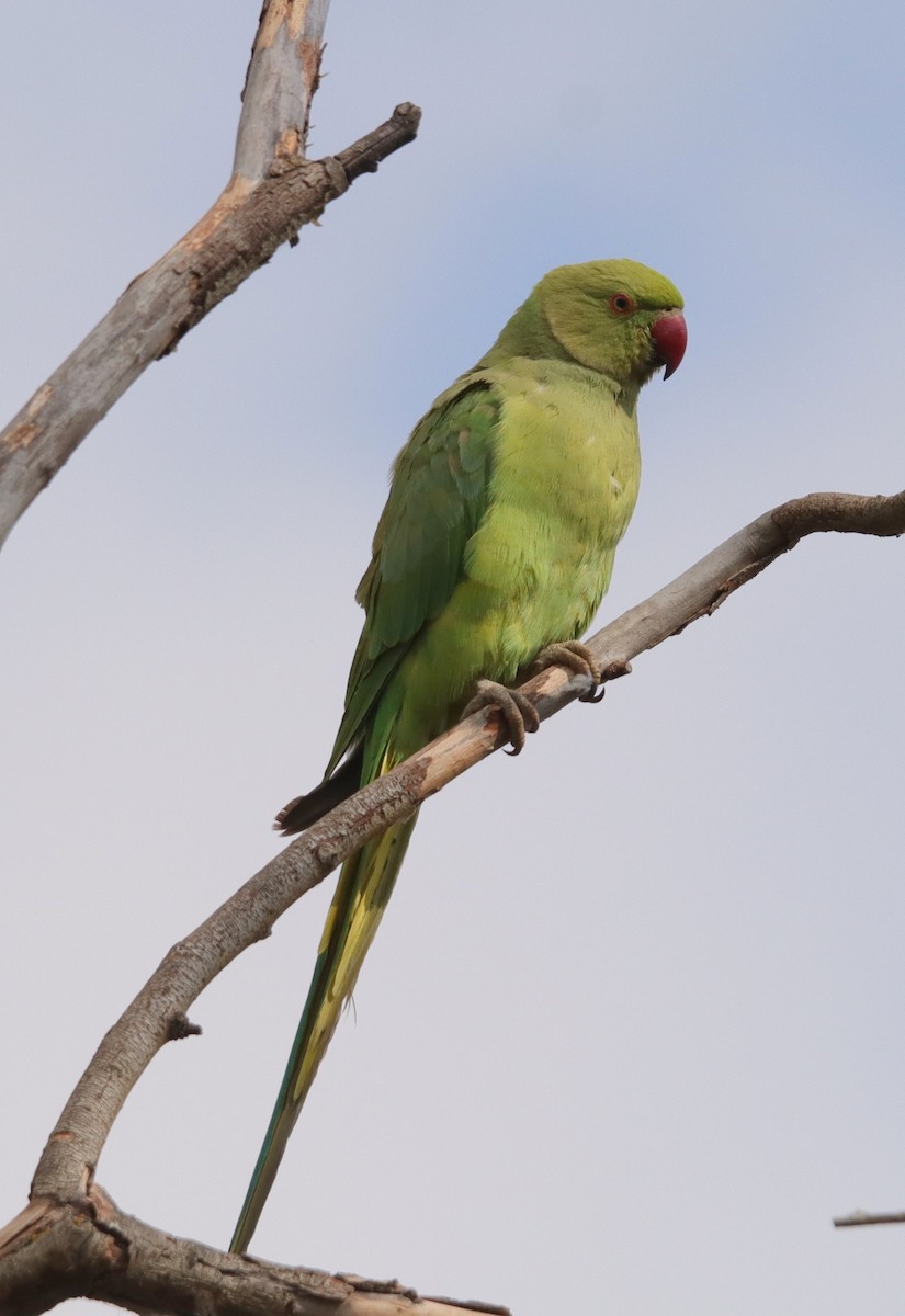 Monk Parakeet - ML620664774