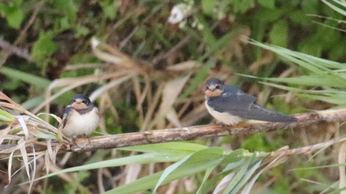 Barn Swallow - ML620664775