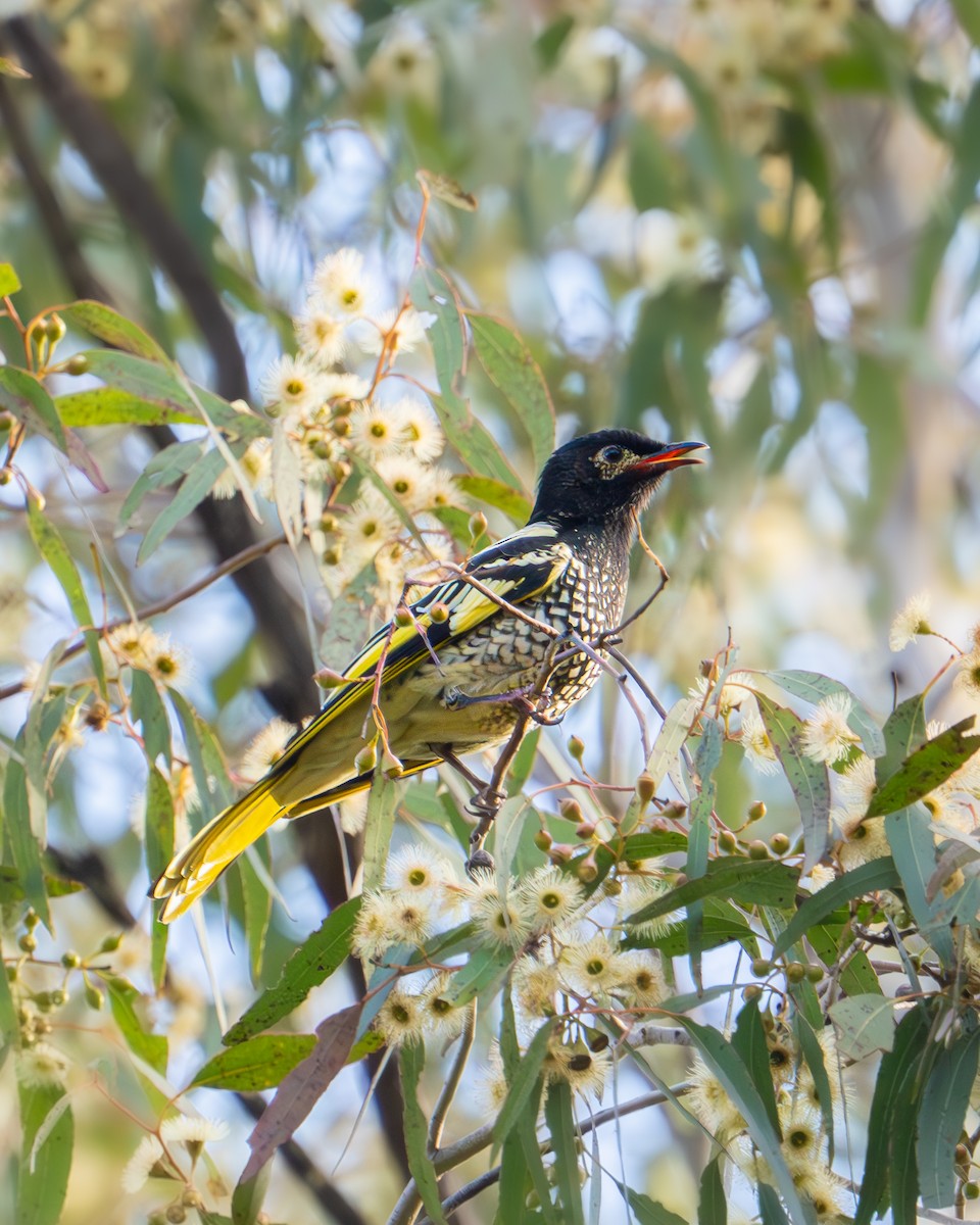 Regent Honeyeater - ML620664776