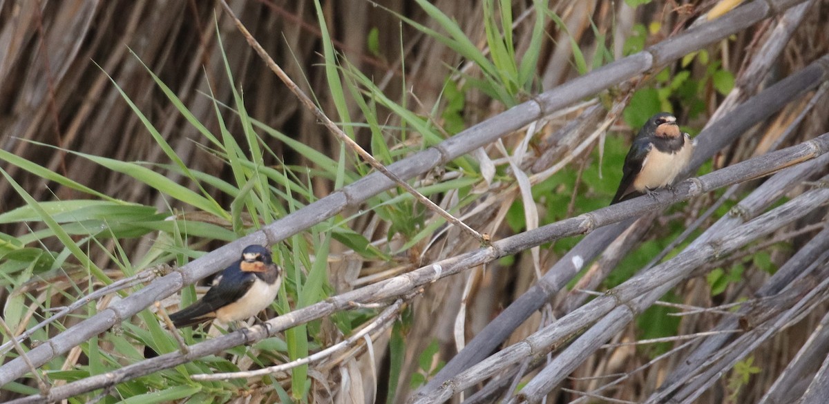 Barn Swallow - ML620664777