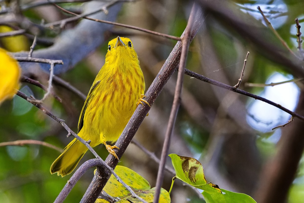 gulparula (petechia gr.) - ML620664781