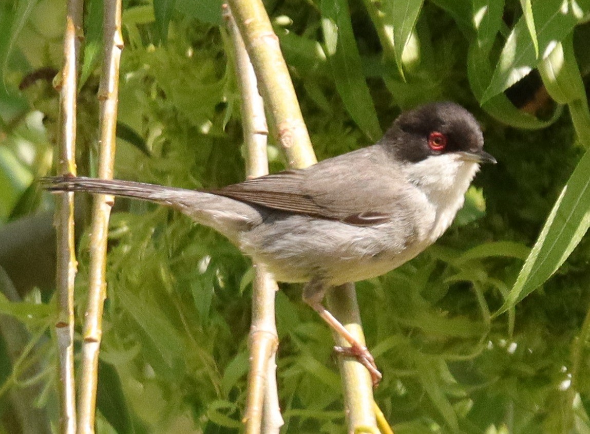 Sardinian Warbler - ML620664782