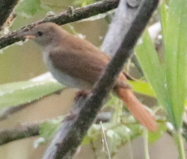 Common Nightingale - ML620664787