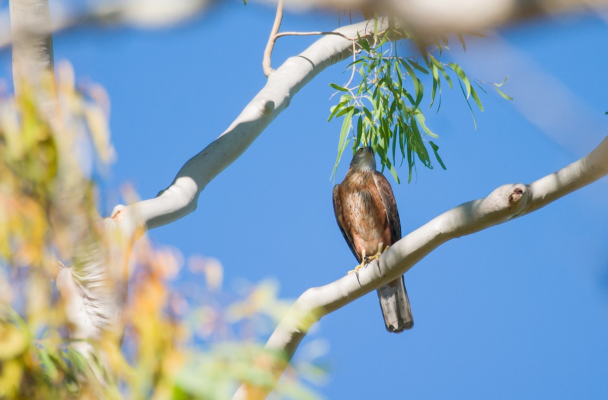 Red Goshawk - ML620664788