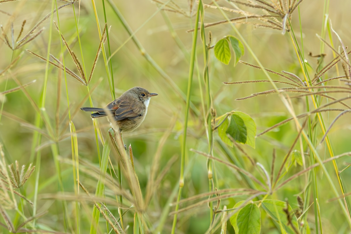 Red-backed Fairywren - ML620664792