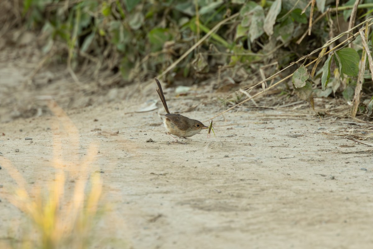 Red-backed Fairywren - ML620664793