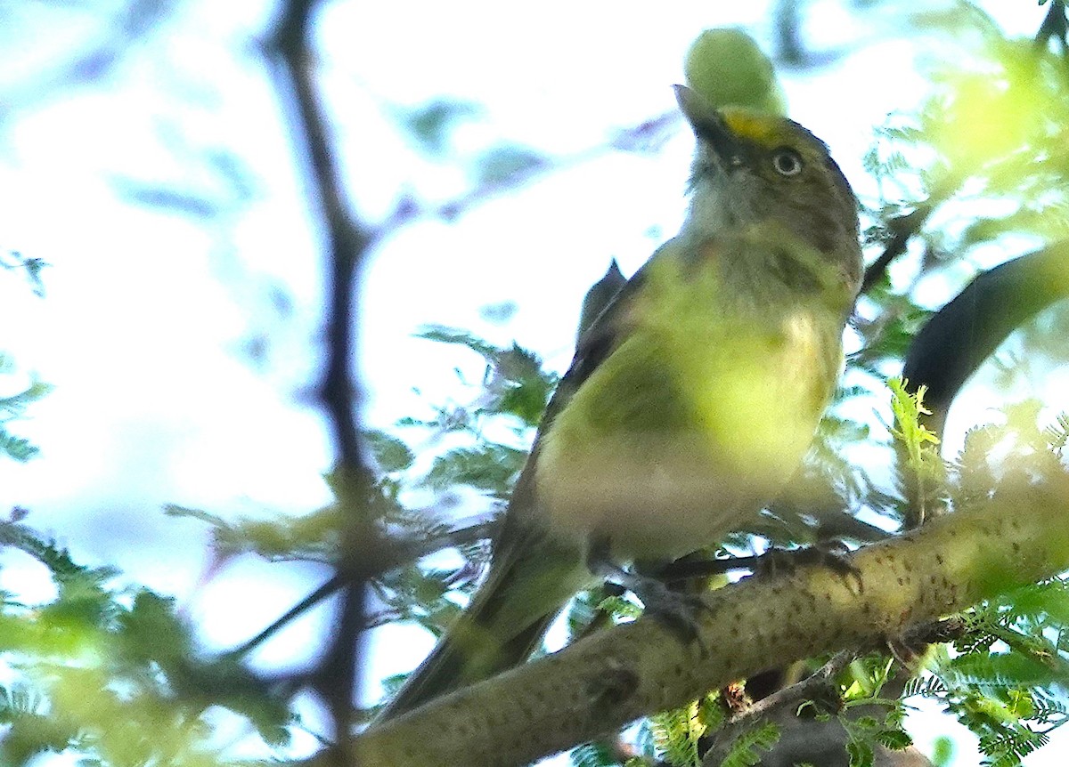 Ak Gözlü Vireo - ML620664795