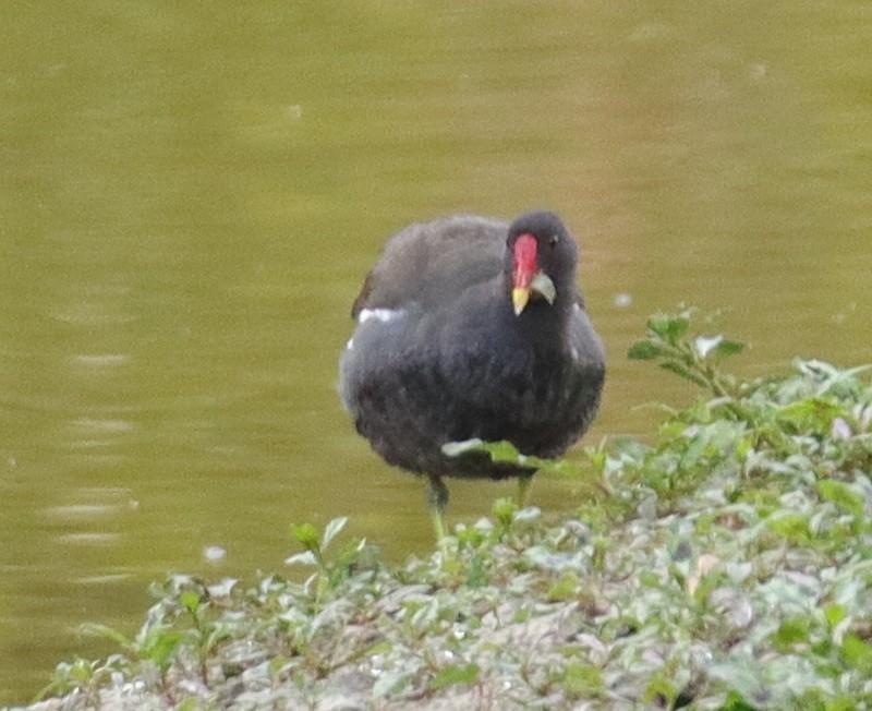 Eurasian Moorhen - ML620664796