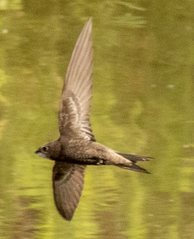 Common Swift - ML620664797