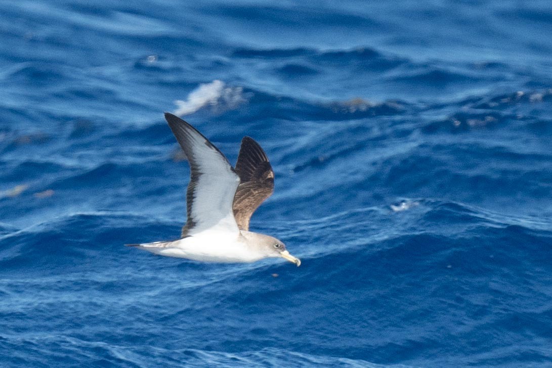 Cory's Shearwater (Scopoli's) - ML620664800