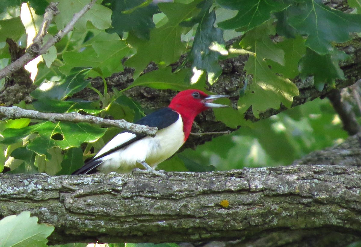 Pic à tête rouge - ML620664802