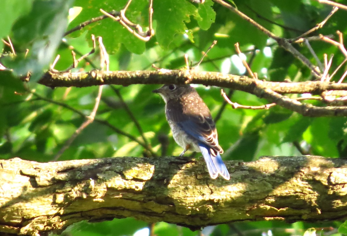 Eastern Bluebird - ML620664805