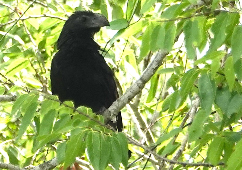 Groove-billed Ani - Peter Williams