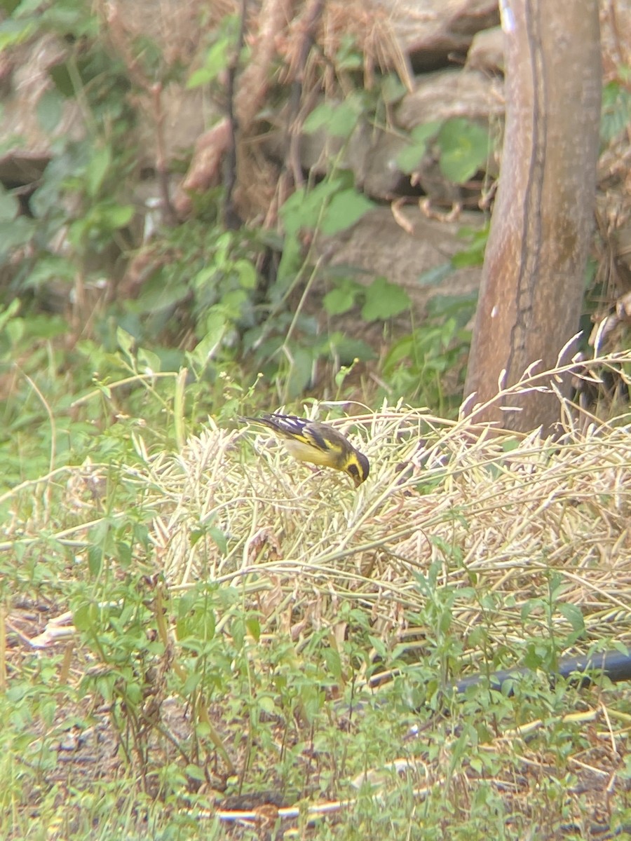 Yellow-breasted Greenfinch - ML620664809