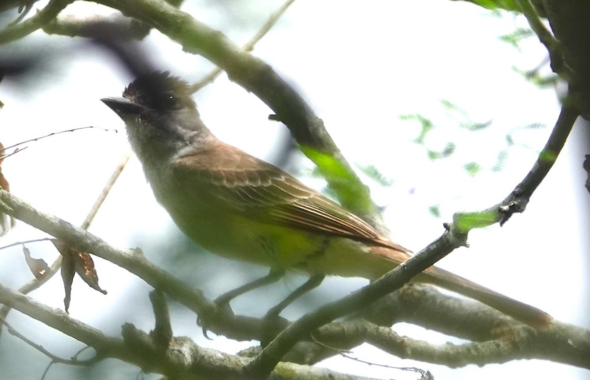 Brown-crested Flycatcher - ML620664810