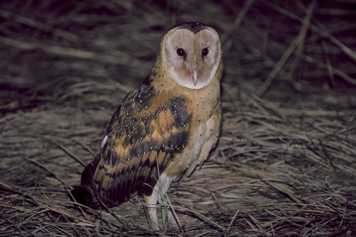 Australasian Grass-Owl - ML620664812