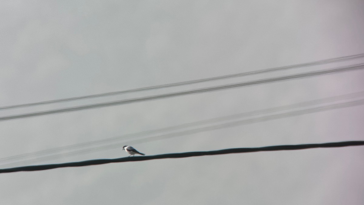 Lesser Gray Shrike - ML620664813