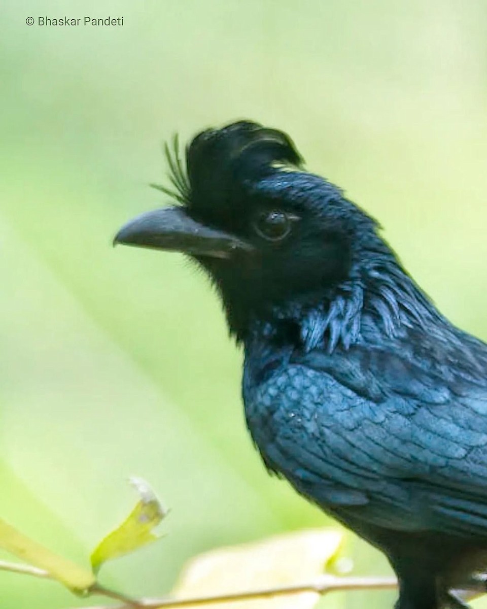 Greater Racket-tailed Drongo - ML620664816