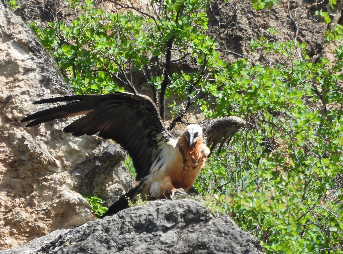 Bearded Vulture - ML620664819