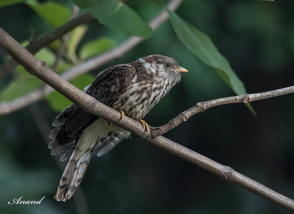 Common Hawk-Cuckoo - ML620664820