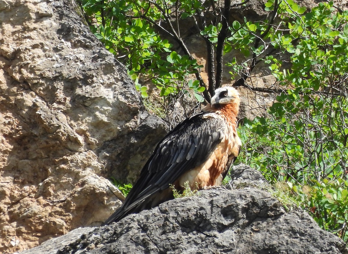 Bearded Vulture - ML620664824