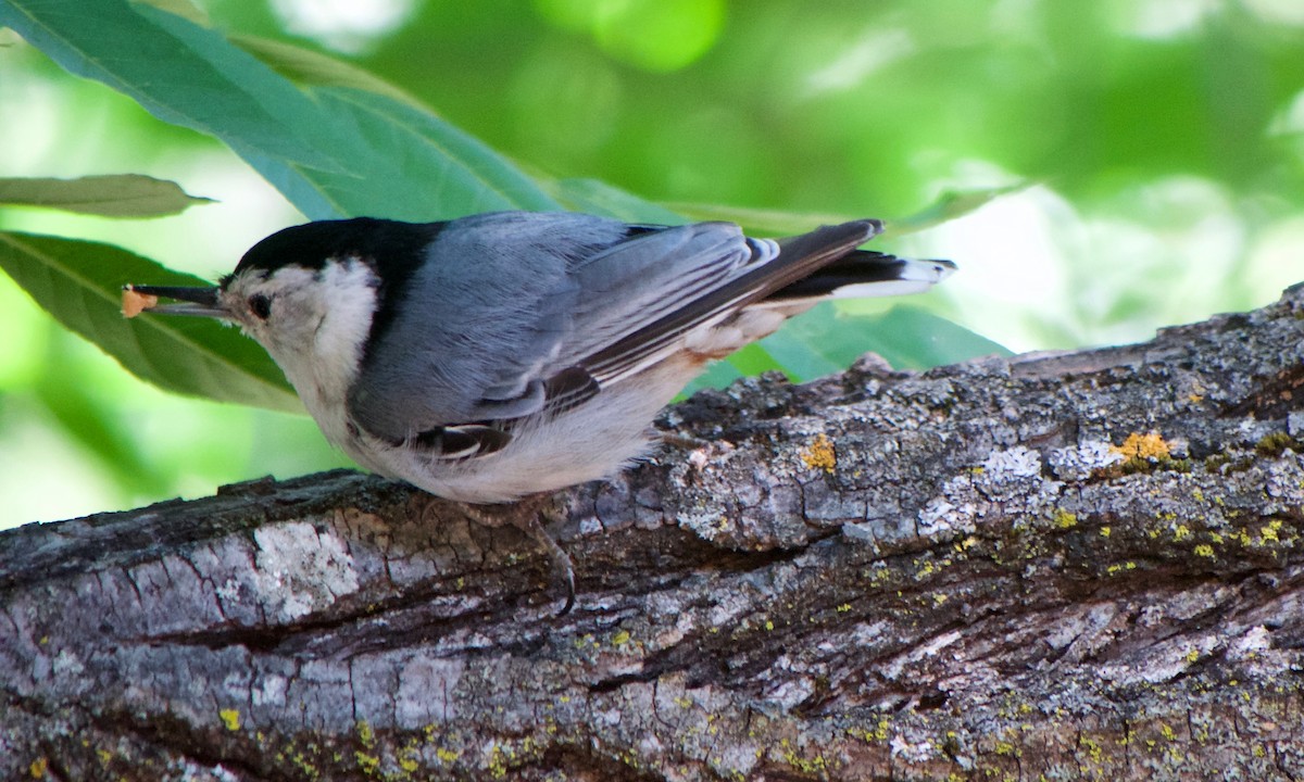 White-breasted Nuthatch - ML620664825