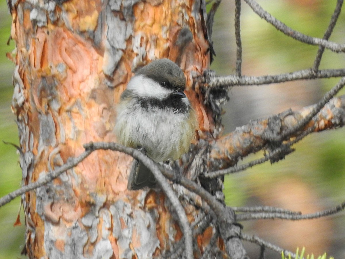 Gray-headed Chickadee - ML620664827