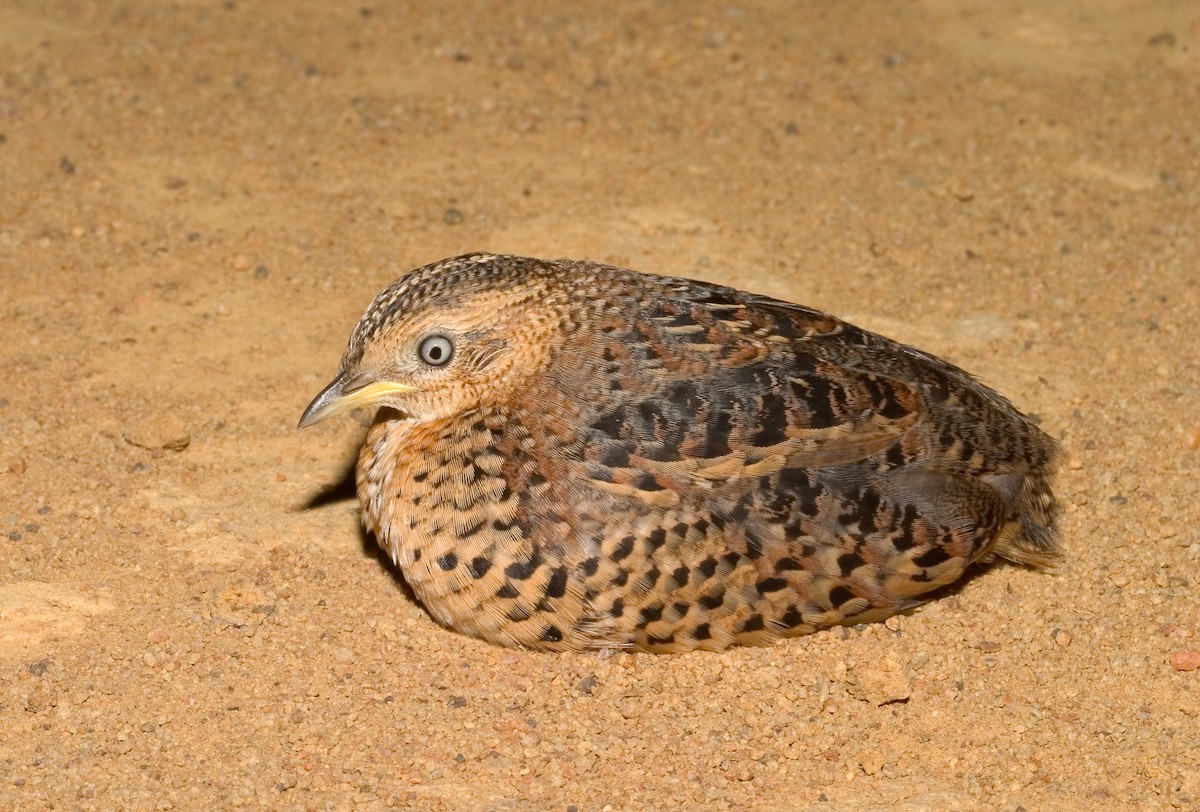 Red-backed Buttonquail - ML620664828