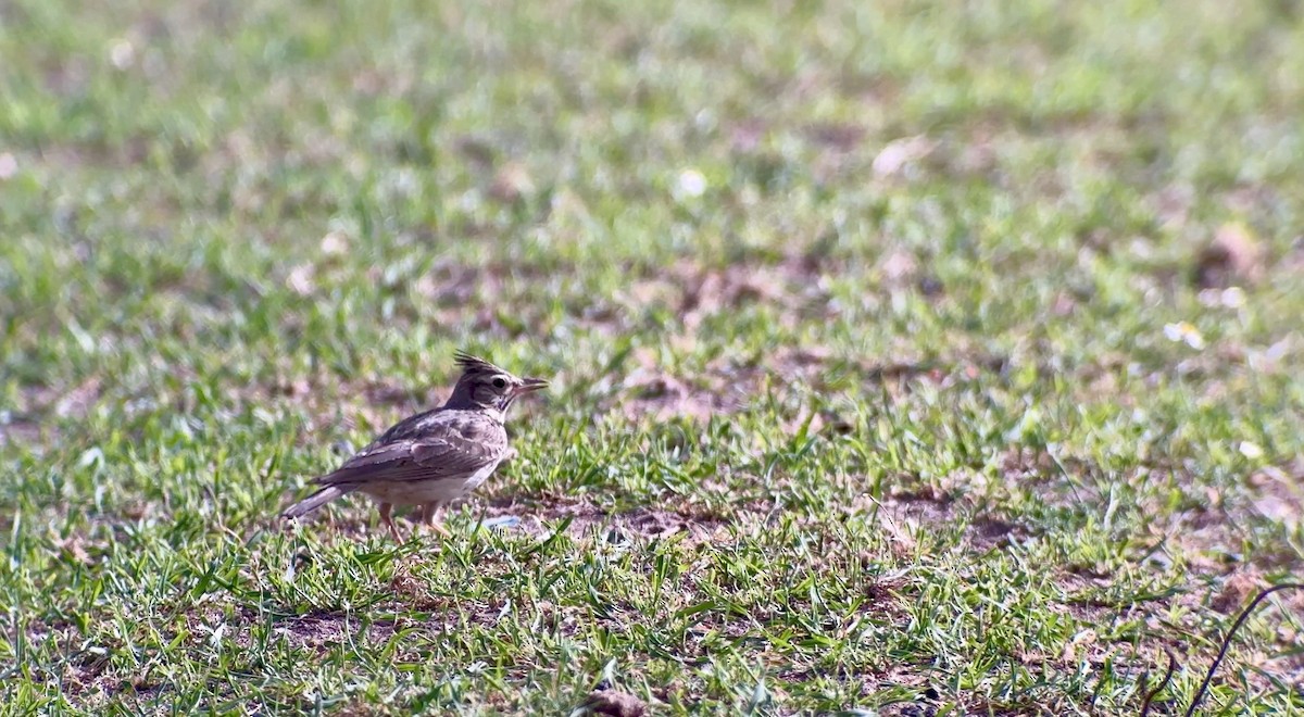 Crested Lark - ML620664832