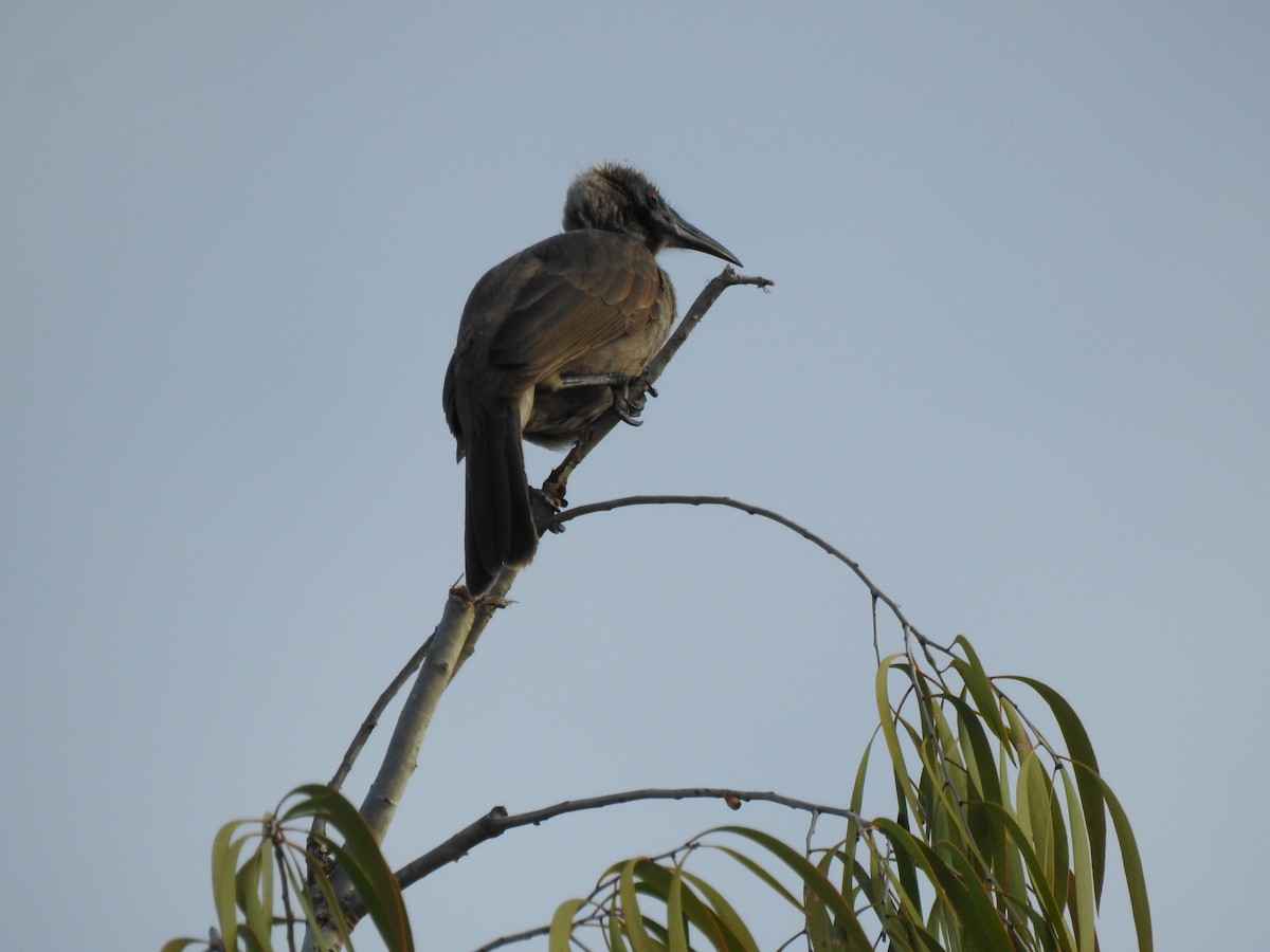 Helmeted Friarbird - ML620664834