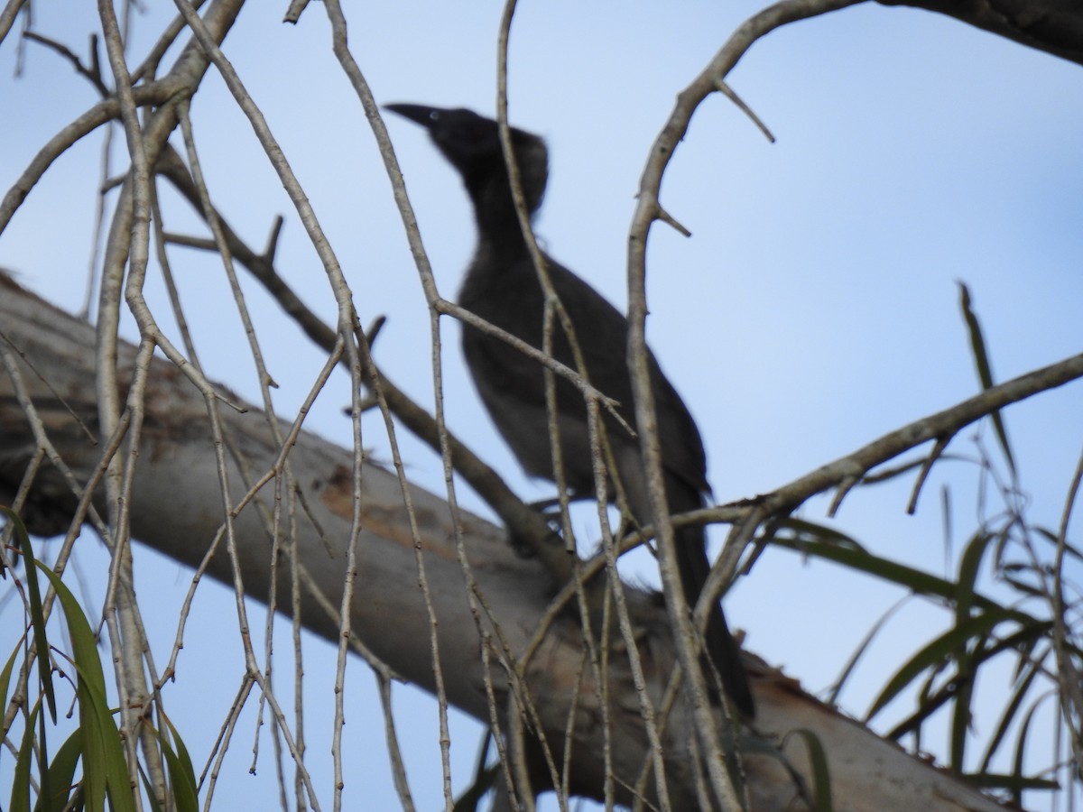 Helmeted Friarbird - ML620664835