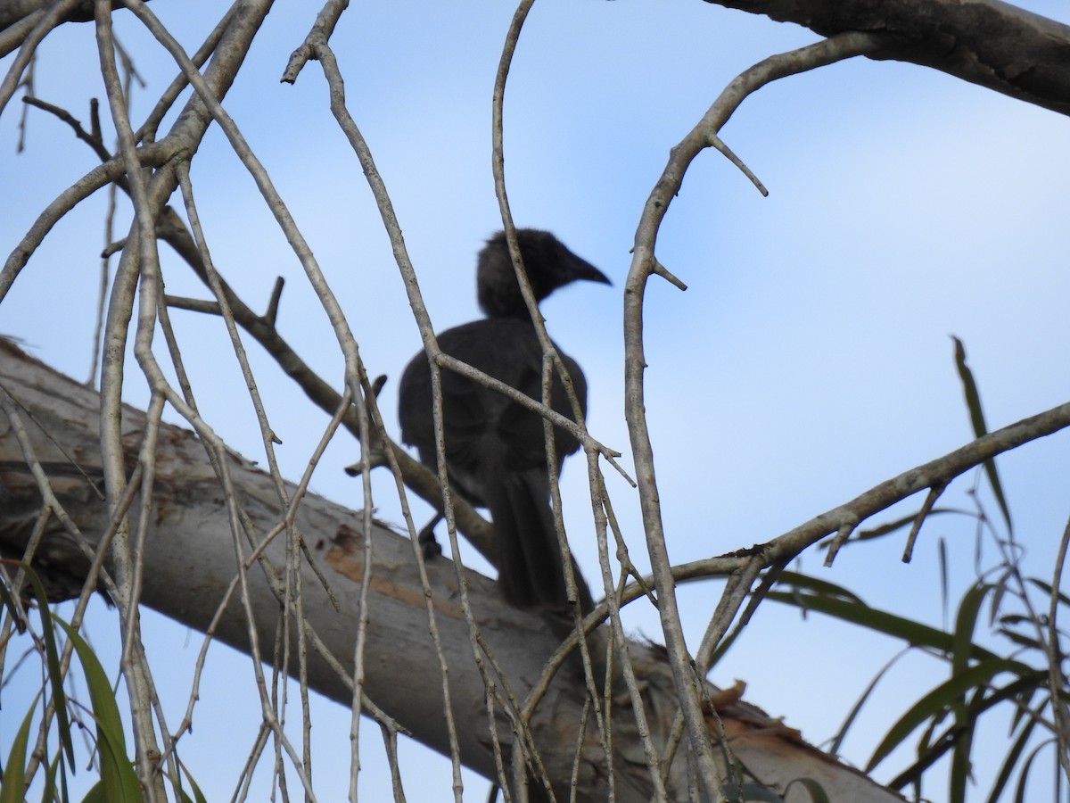 Helmeted Friarbird - ML620664837